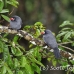 nunbird_whitefronted_la_h_0737_ecu2764.jpg